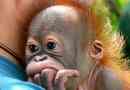 A kis orangutang budi most a játékok elvtársává válik